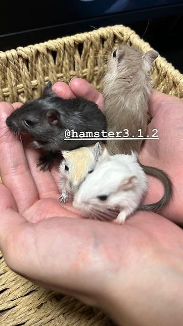 барханный кот: Ручные песчанки монгольские. Красивые окрасы, есть девочки и мальчики — 1