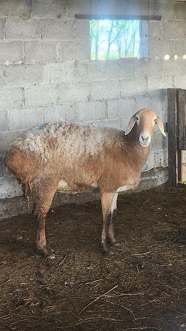 chi su: Продаю | Овца (самка) | Для разведения | Матка — 4