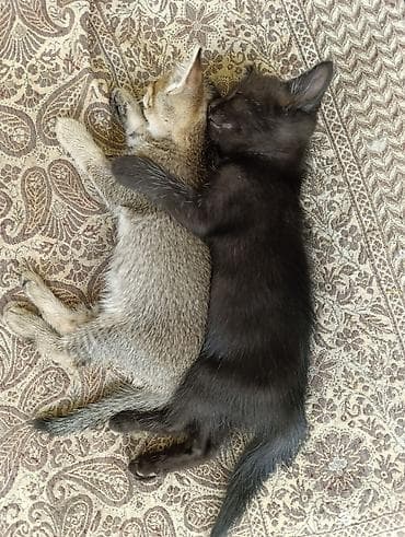 отдам даром котенка бишкек: Котята в добрые руки.2 месяца.Кушают сами.К лотку приучены — 7