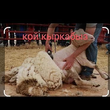 меренос кой: Резка, Механическая резка — 1