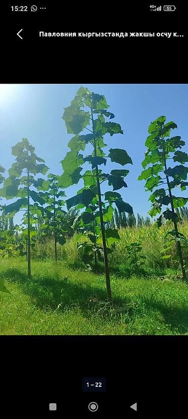 фикус бенджамин: Саженцы — 4