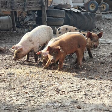 корм для домашних животных: Продаю | Поросенок | Дюрок | Для разведения — 1