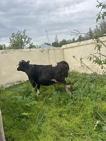 пародистые каровы: Продаю | Корова (самка) | Полукровка | На откорм — 2