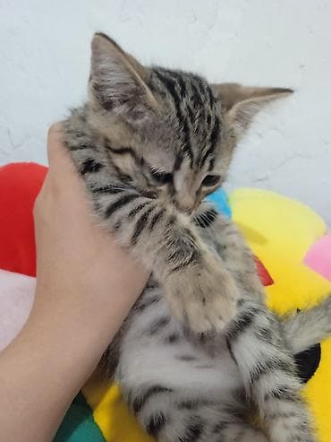 scottish fold: Полосатый котёнок классического табби-окраса. - Возраст: примерно — 1