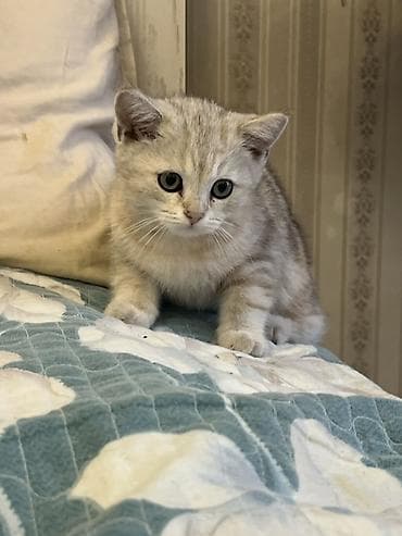 Скотиш Страйт (Шотландская прямоухая), 3 месяца, Девочка, Серебристая шиншилла, Приучена к лотку