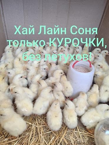 Продаю | Цыплята | Хай-Лайн Соня Грей | Несушки