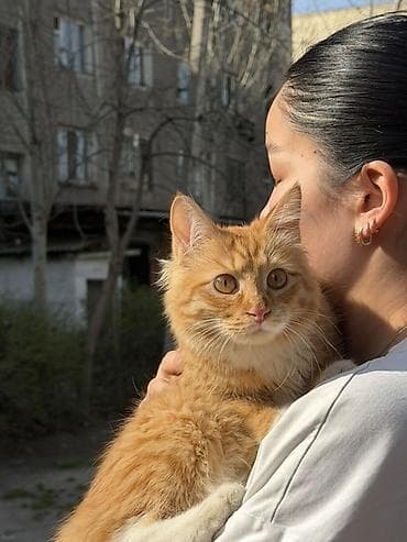 Животные: 8 месяцев, Мальчик, Метис, Приучена к лотку, Проглистована — 5