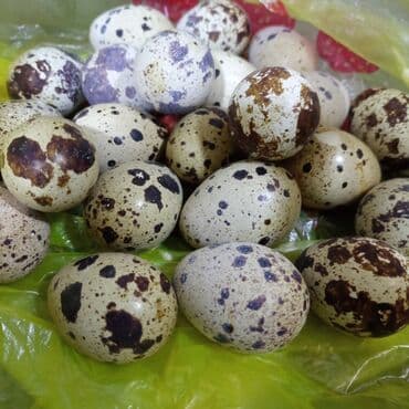 тумба для постельных принадлежностей: Перепелиные яйца - Натуральные яйца с собственной мини-фермы — 2