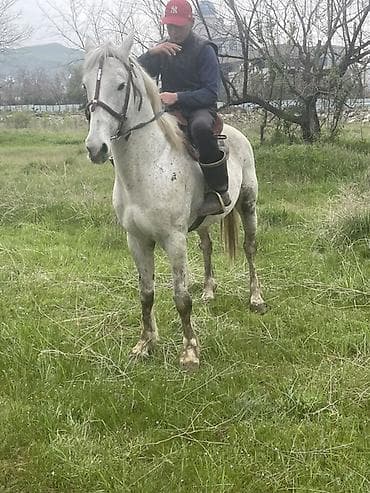 лошади породистые: Продаю | Жеребец | Для разведения, Конный спорт — 2