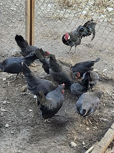 Иттер: Продам карликов куры петухи в наличии — 2