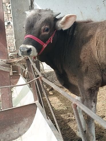 шкура быка: Продаю | Бык (самец) | На откорм | Привязанные — 4