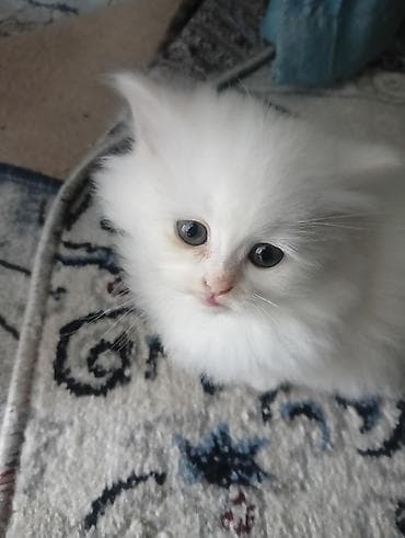 Продажа кошек: Ангорская, 2 месяца, Мальчик, Белый — 1