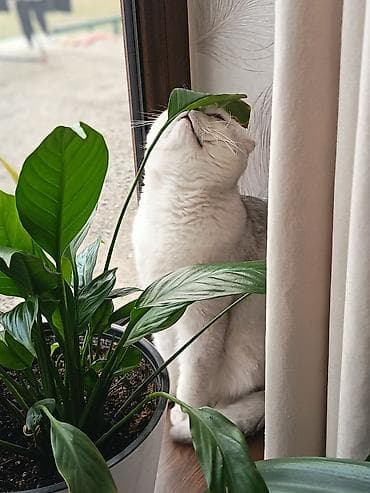 кошки даром ош: Шотландская вислоухая кошка (Scottish Fold) - Окрас: серебристо-белый — 2