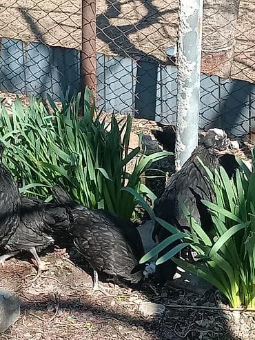 брудер для кур: Цыплята3месяца в июле начнут нестис яйцо 2петуха 6 курочек только — 4