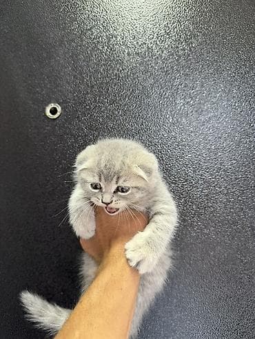 Животные: 🐾 Шотландские вислоухие котята (Scottish Fold) 🐾 Продаются — 6