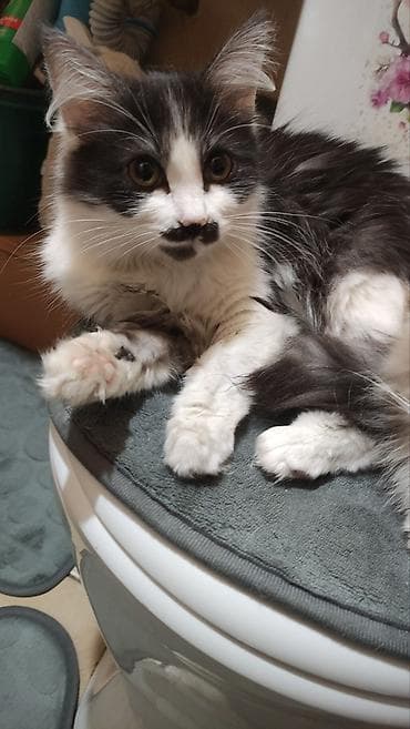 animal pack: Кошка даром: Беспородная, 4 месяца, Девочка, Приучена к лотку — 3