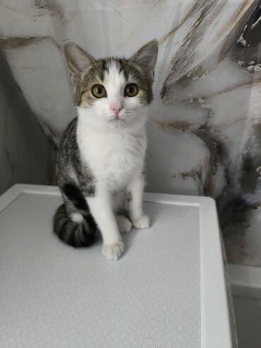 британская короткошерстная кошка золотая шиншилла: Мышык бекер берилет: Породасыз, 3 айлык, Ургаачы, Лотокко барууга үйрөтүлгөн, Курттардан тазаланган — 7