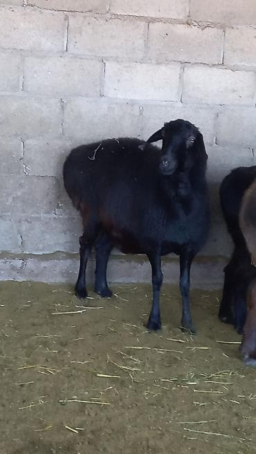 Айыл-чарба жаныбарлары: Сатам | Ургаачы кой (ургаачы) — 2