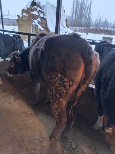 Сатам | Кунаажын | Голштин | Бордоп семиртүү үчүн | Байланган — 5