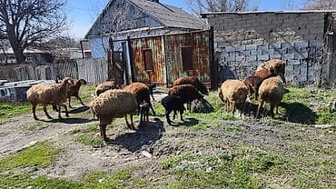 аквариум корпус: Продаю | Овца (самка) | Для разведения | Матка — 2