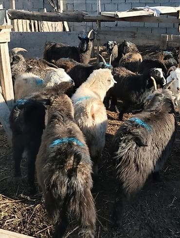 ротвейлер шенки: Продаю | Коза (самка) | Для разведения — 1