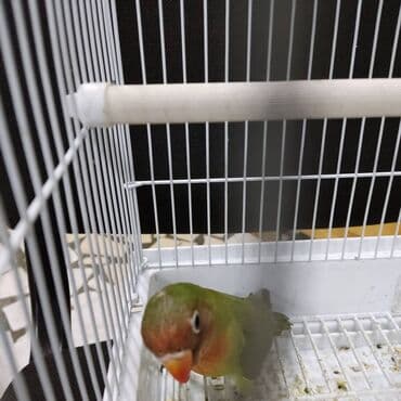 попугай неразлучник купить: Неразлучник Фишера не настолько распространен как масковый или — 3