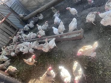 курица куплю: Продаю | Куры | Несушки — 3