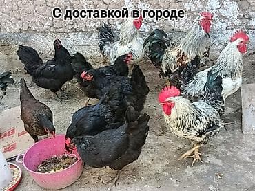 утки бройлер: Продаю | Куры — 1