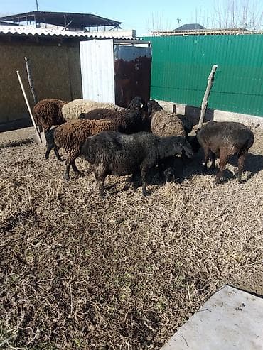 хомяки бишкек: Сатам | Ургаачы кой (ургаачы), Козу, Кочкор (эркек) | Көбөйтүү үчүн, Жүн үчүн | Бооз, Ургаачы, Токту — 7