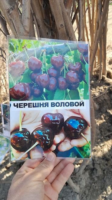 арпа продаю: Көчөттөр сатылат заказ алабыз оптом баада Узбекстандан келет — 3