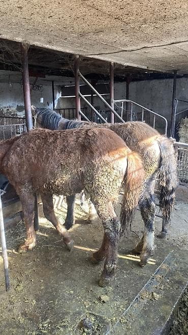 охотничии собаки: Продаю | Жеребенок | Для разведения | Племенные — 3