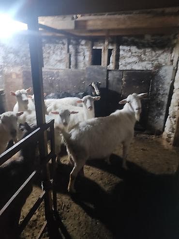 нубийская коза купить: Продаю | Козлёнок | Полукровка | Для разведения | Племенные — 8