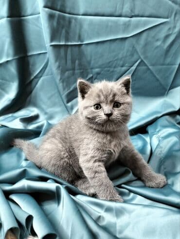во сколько месяцев стерилизовать кошку: Британская короткошёрстная, 1 месяц, Девочка, Голубой — 1