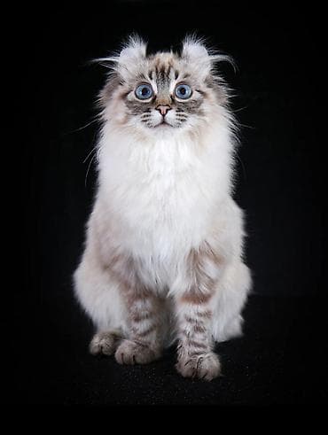 бурманский котенок: Американский кёрл, 3 месяца, Мальчик, С прививками — 8
