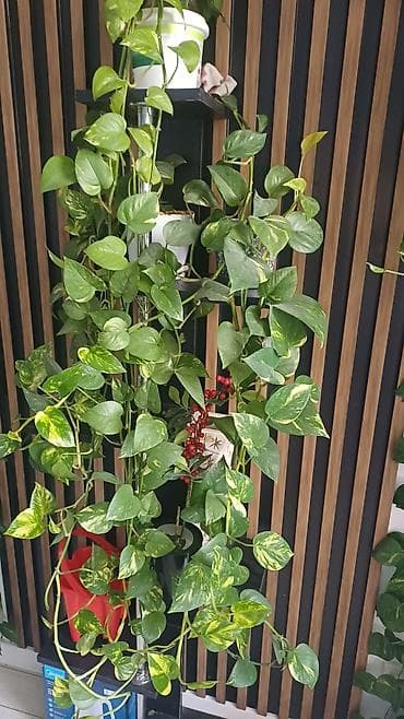 фикусы: Комнатные растения в горшках 1) Фикус Бенджамина (Ficus benjamina) - — 4