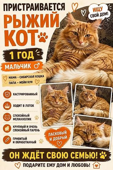 сиямский кот: Пристраивается рыжий кот, 1 год, мальчик. - Происхождение: мама — — 1