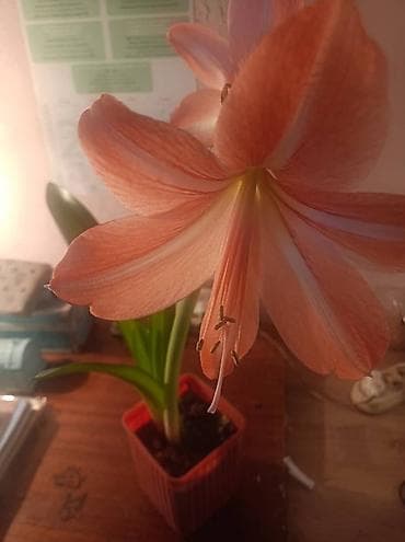 декоративные растение: Комнатные цветы бигония сансиверия долларовое дерево — 5