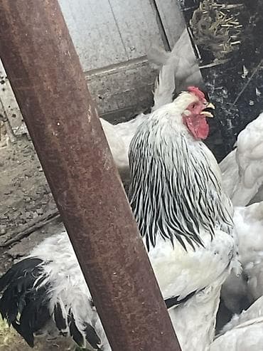 Продаю | Куры | Брама | Для разведения