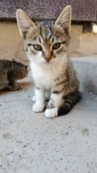 домик для кошек: 5 айлык, Ургаачы, Лотокко барууга үйрөтүлгөн — 1