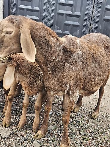 козлу кой: Продаю | Овца (самка) | Арашан | Для разведения | Матка — 7