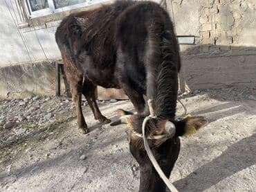 Продаються телки стельные 
7-8 мес пошу 120 — 3