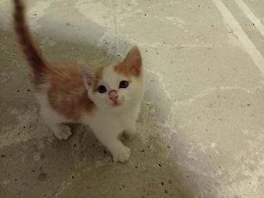 котенок маленький: Мальчик — 1