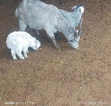 Аквариумы: Продаю | Коза (самка), Козёл (самец), Козлёнок | Полукровка | Для разведения — 1