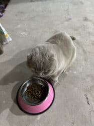 сколько стоит вислоухий котёнок: Скотиш Фолд (Шотландская вислоухая), 1 год, Мальчик, Лиловый, Приучена к лотку — 2