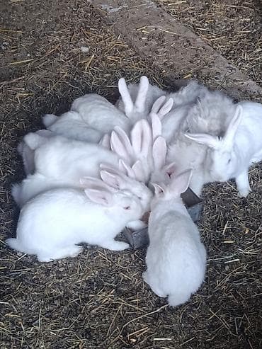 кошка сфинкс: Продаю | Крольчата | Для разведения | Племенные — 5