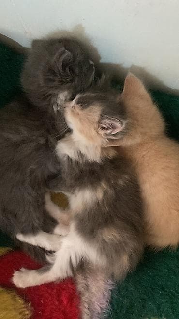 сиамская кошка цена бишкек: Отдам котят в хорошие и заботливые руки 🐾 Котята приучены к лотку — 3