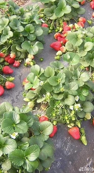 рыба купить: Продаю росаду клубники сорт МУРАНО долгогайшый очень урожайный вкусный — 3