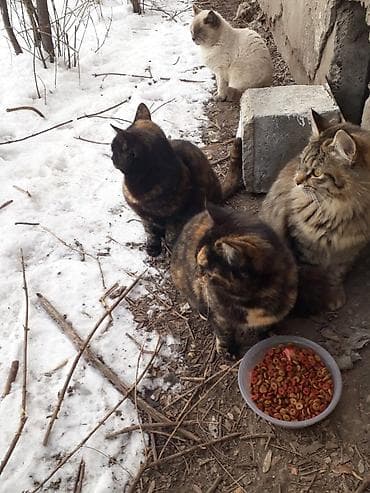 тайский кот: Беспородная, 6 месяцев, Девочка, Приучена к лотку — 1