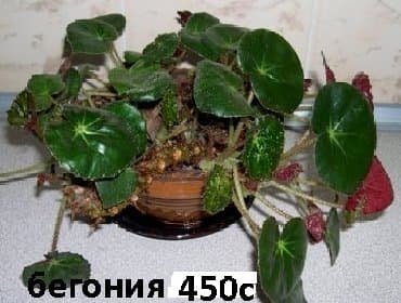 цветы растение: Комнатные растения - хлорофитумы кудрявые бело-розовый — 5