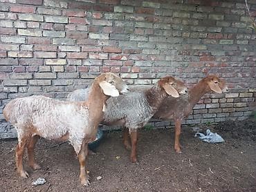 Продаю | Овца (самка) | Арашан | Для разведения | Ярка at lalafo.kg Продаю | Овца (самка) | Арашан | Для разведения | Ярка
